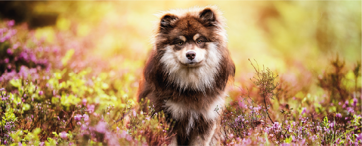 Jalo, Finnischer Lapphund Rüde im Wald