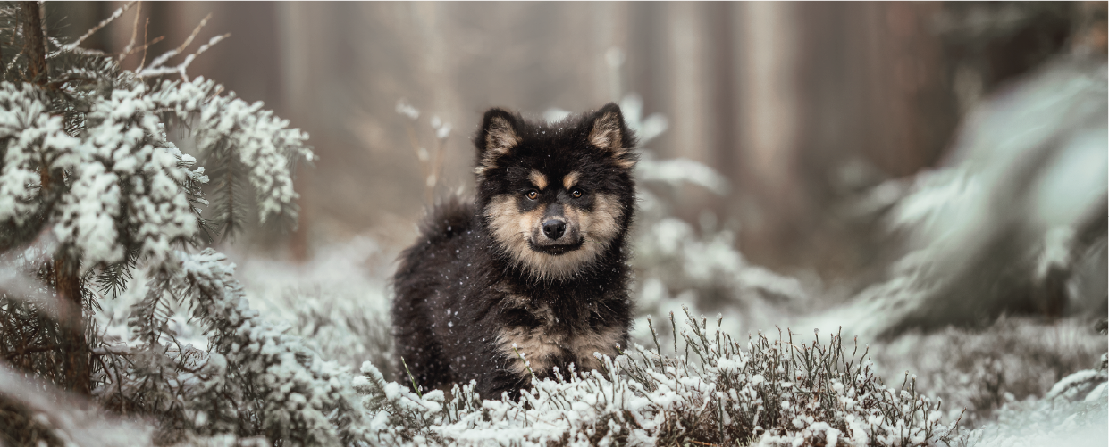 Runa, Finnischer Lapphund Hündin im Winter