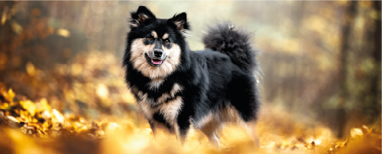 Runa, Finnischer Lapphund Hündin im Herbstwald