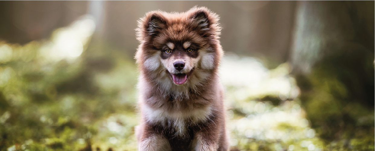 Jalo, Finnischer Lapphund Rüde der Zucht Spark of Lights
